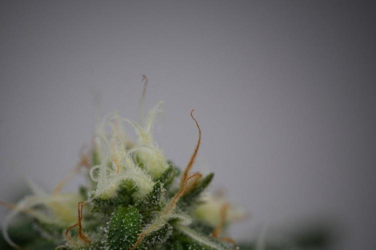 Chem Brulee By Zamnesia Pheno A. Week 11 - Chem Brulee Pheno A 