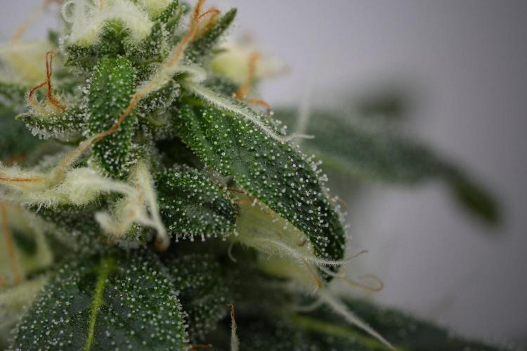 Chem Brulee By Zamnesia Pheno A. Week 11 - Chem Brulee Pheno A 