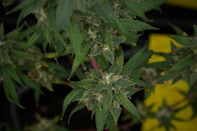 Chem Brulee By Zamnesia Pheno A. Week 11 - Chem Brulee Pheno A 