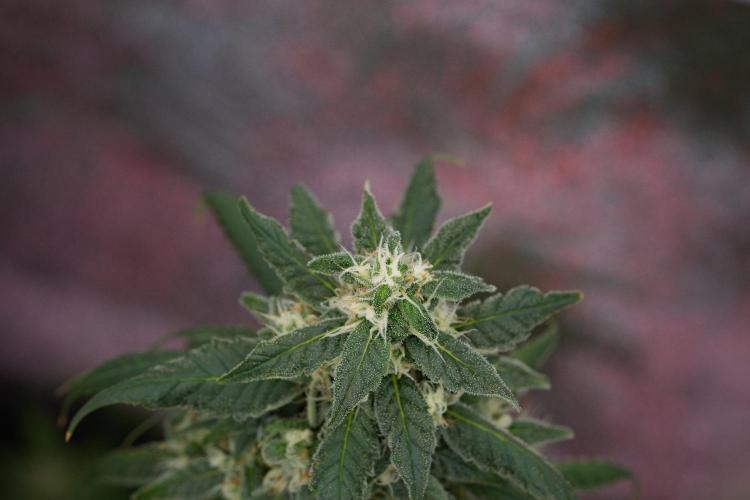 Chem Brulee By Zamnesia Pheno A. Week 11 - Chem Brulee Pheno A 