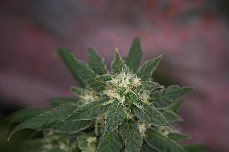 Chem Brulee By Zamnesia Pheno A. Week 11 - Chem Brulee Pheno A 