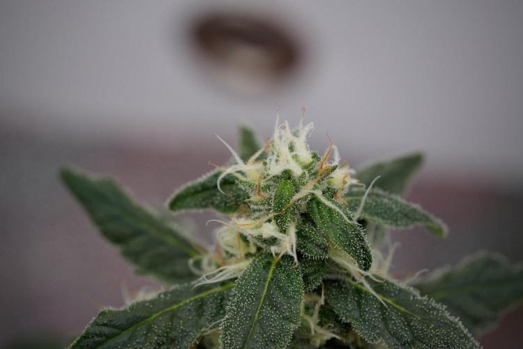 Chem Brulee By Zamnesia Pheno A. Week 11 - Chem Brulee Pheno A 