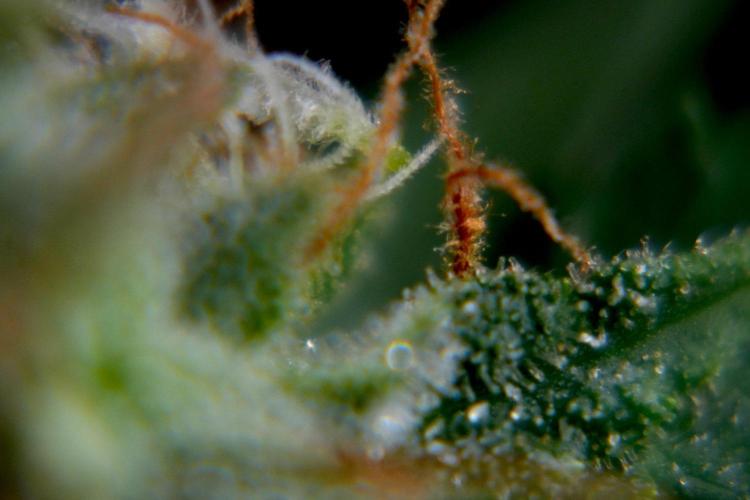 Chem Brulee By Zamnesia Pheno A. Week 11 - Chem Brulee Pheno A 