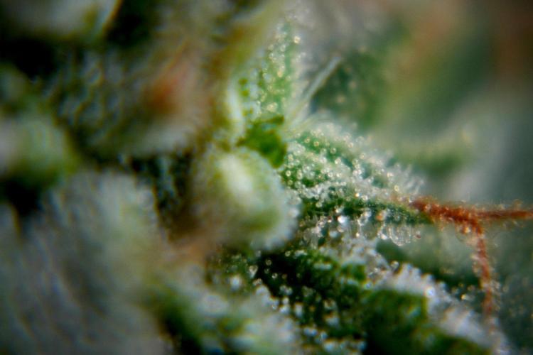 Chem Brulee By Zamnesia Pheno A. Week 11 - Chem Brulee Pheno A 