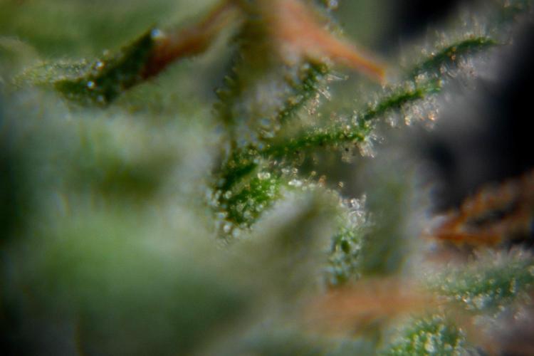 Chem Brulee By Zamnesia Pheno A. Week 11 - Chem Brulee Pheno A 