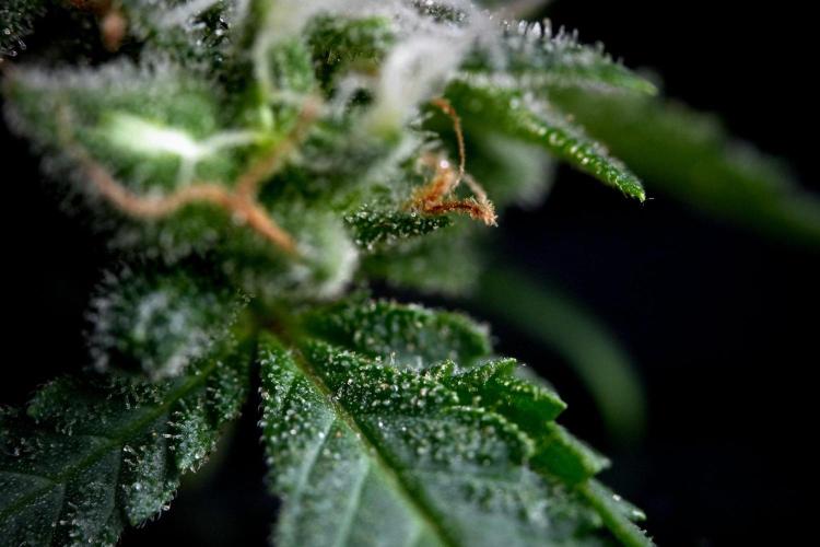 Chem Brulee By Zamnesia Pheno A. Week 11 - Chem Brulee Pheno A 