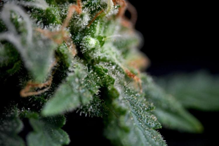 Chem Brulee By Zamnesia Pheno A. Week 11 - Chem Brulee Pheno A 