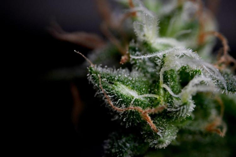 Chem Brulee By Zamnesia Pheno A. Week 11 - Chem Brulee Pheno A 