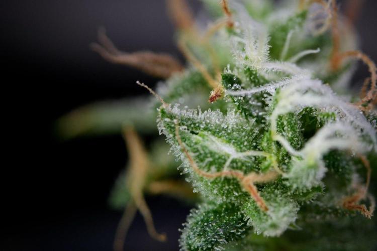 Chem Brulee By Zamnesia Pheno A. Week 11 - Chem Brulee Pheno A 