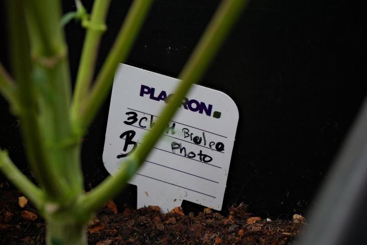 Pheno B Chem Brulee By Zamnesia. Week 11 - Pheno B Chem Brulee 
