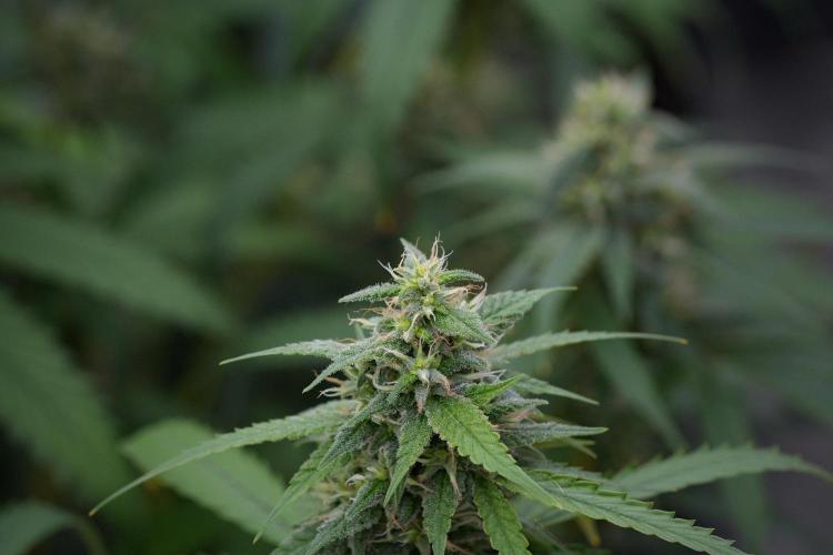 Pheno B Chem Brulee By Zamnesia. Week 11 - Pheno B Chem Brulee 