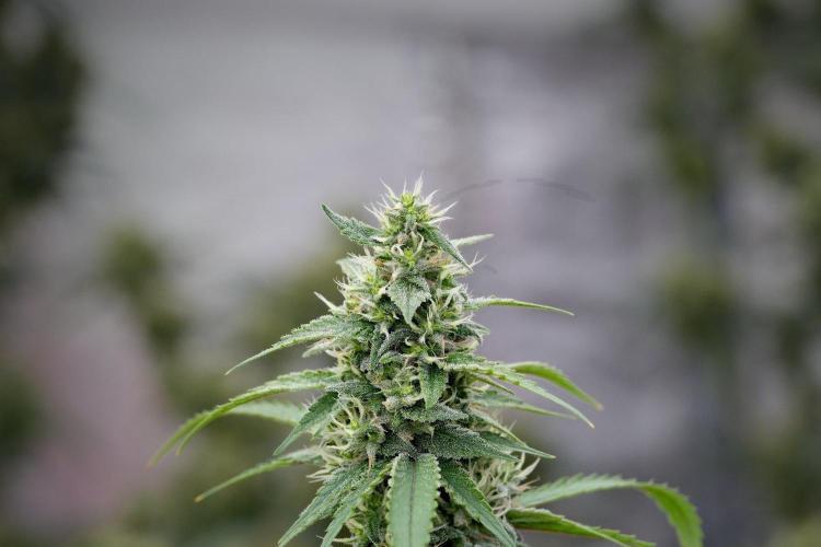 Pheno B Chem Brulee By Zamnesia. Week 11 - Pheno B Chem Brulee 