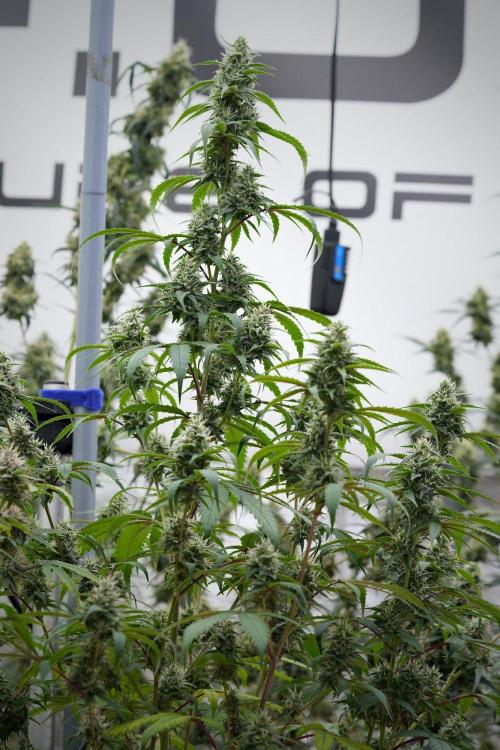 Pheno B Chem Brulee By Zamnesia. Week 11 - Pheno B Chem Brulee 