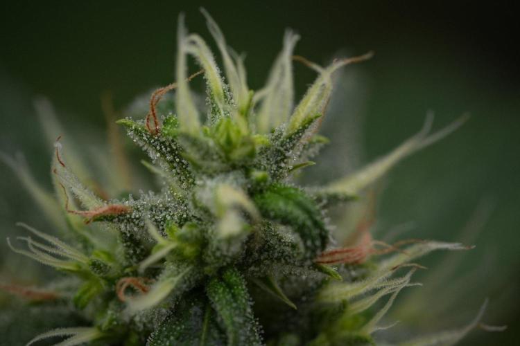 Pheno B Chem Brulee By Zamnesia. Week 11 - Pheno B Chem Brulee 