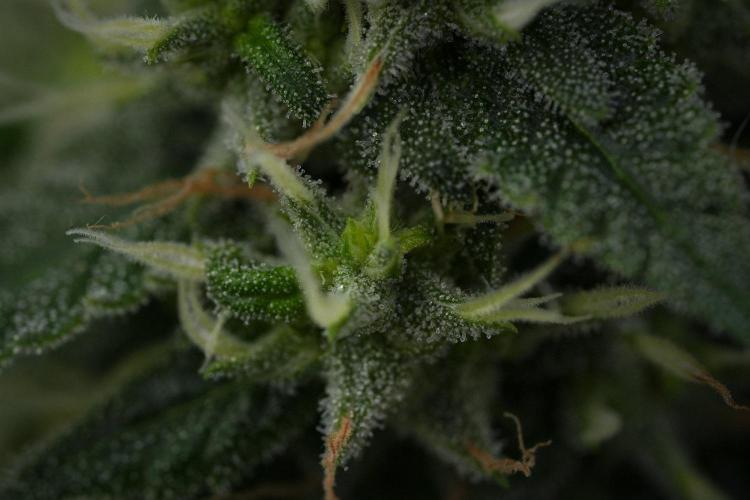 Pheno B Chem Brulee By Zamnesia. Week 11 - Pheno B Chem Brulee 