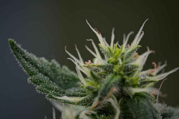 Pheno B Chem Brulee By Zamnesia. Week 11 - Pheno B Chem Brulee 