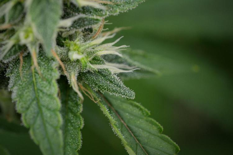 Pheno B Chem Brulee By Zamnesia. Week 11 - Pheno B Chem Brulee 