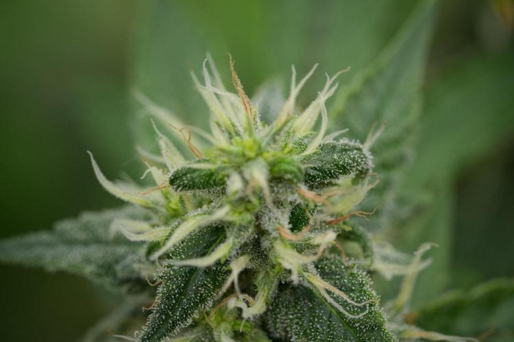 Pheno B Chem Brulee By Zamnesia. Week 11 - Pheno B Chem Brulee 