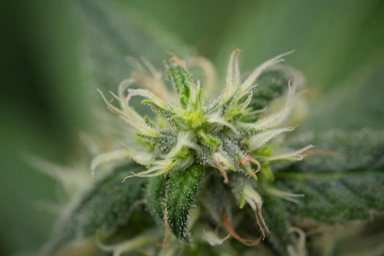 Pheno B Chem Brulee By Zamnesia. Week 11 - Pheno B Chem Brulee 