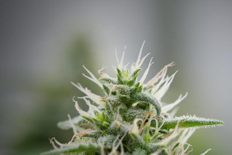 Pheno B Chem Brulee By Zamnesia. Week 11 - Pheno B Chem Brulee 