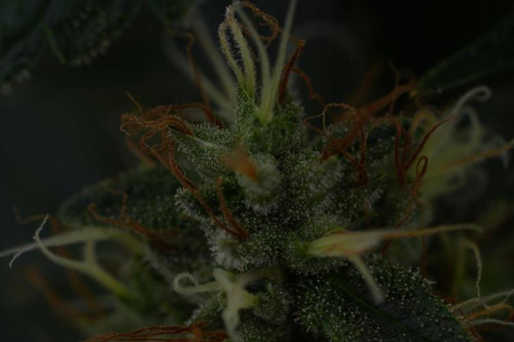 God father OG By Zamnesia Pheno A. Week 11 - God father OG Pheno A 