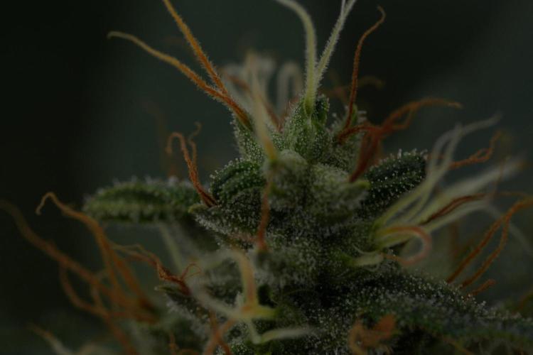God father OG By Zamnesia Pheno A. Week 11 - God father OG Pheno A 