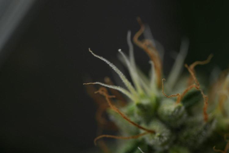 God father OG By Zamnesia Pheno A. Week 11 - God father OG Pheno A 
