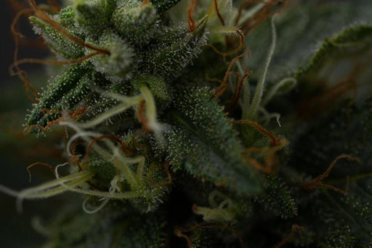 God father OG By Zamnesia Pheno A. Week 11 - God father OG Pheno A 