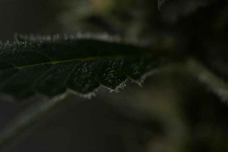 God father OG By Zamnesia Pheno A. Week 11 - God father OG Pheno A 