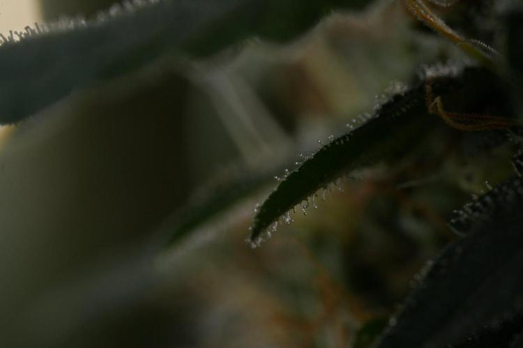 God father OG By Zamnesia Pheno A. Week 11 - God father OG Pheno A 