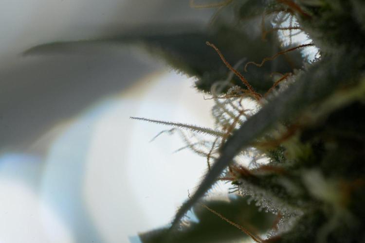 God father OG By Zamnesia Pheno A. Week 11 - God father OG Pheno A 