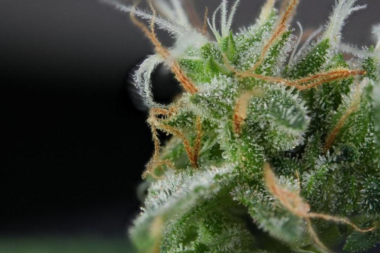 God father OG By Zamnesia Pheno A. Week 11 - God father OG Pheno A  149 stack