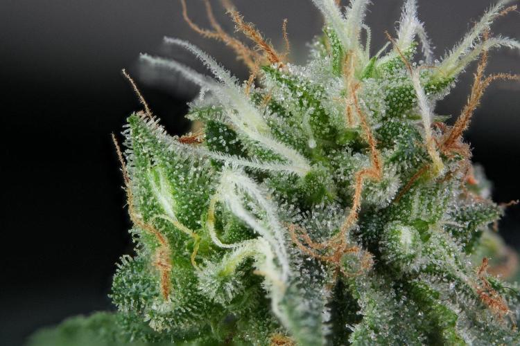 God father OG By Zamnesia Pheno A. Week 11 - God father OG Pheno A 231 stack