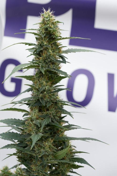 Pheno B God father OG By Zamnesia. Week 11 - Pheno B God father OG