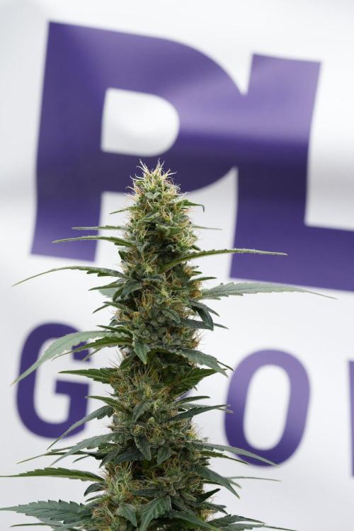 Pheno B God father OG By Zamnesia. Week 11 - Pheno B God father OG