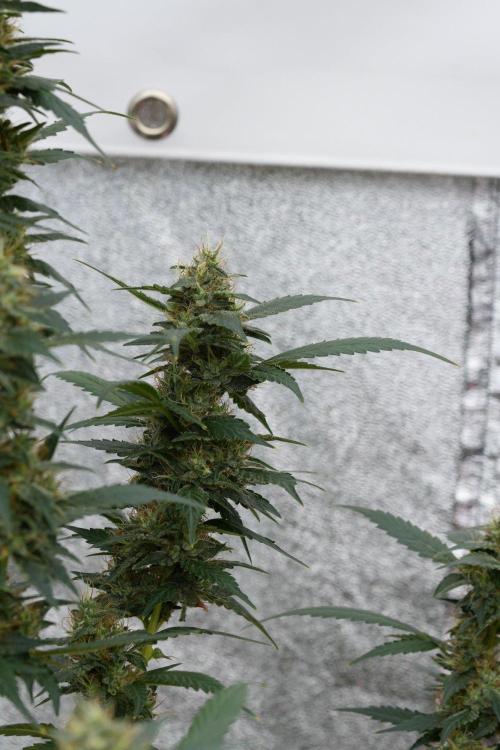 Pheno B God father OG By Zamnesia. Week 11 - Pheno B God father OG