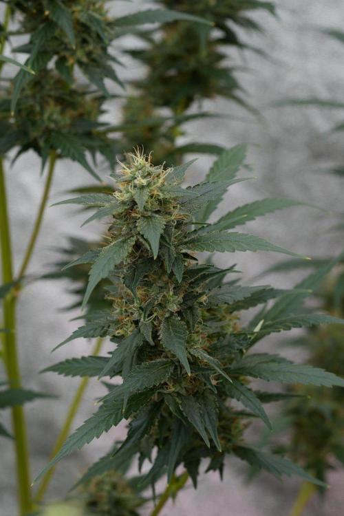 Pheno B God father OG By Zamnesia. Week 11 - Pheno B God father OG