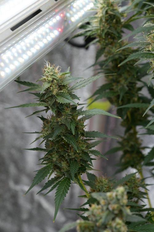 Pheno B God father OG By Zamnesia. Week 11 - Pheno B God father OG