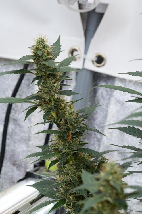 Pheno B God father OG By Zamnesia. Week 11 - Pheno B God father OG
