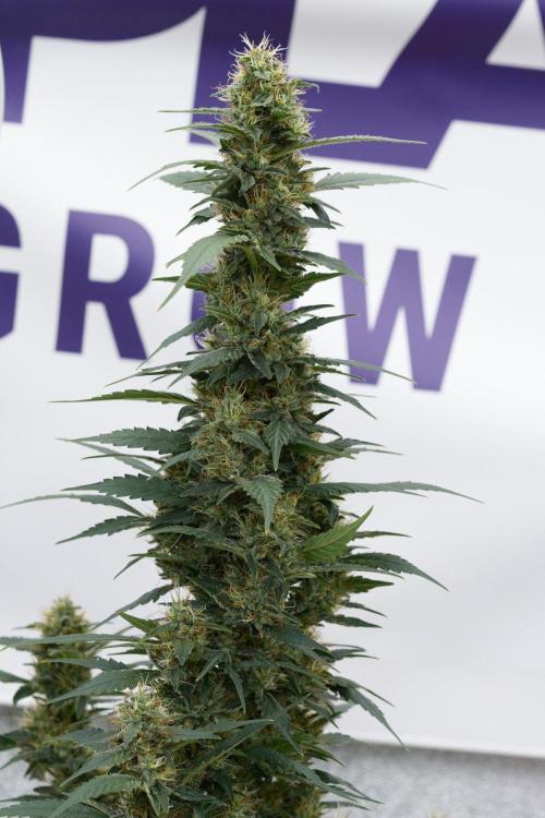 Pheno B God father OG By Zamnesia. Week 11 - Pheno B God father OG