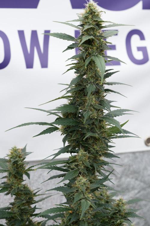 Pheno B God father OG By Zamnesia. Week 11 - Pheno B God father OG