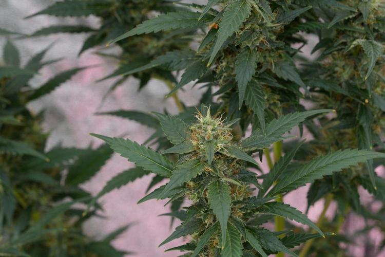 Pheno B God father OG By Zamnesia. Week 11 - Pheno B God father OG