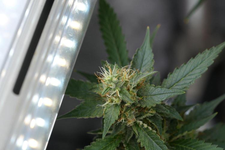Pheno B God father OG By Zamnesia. Week 11 - Pheno B God father OG