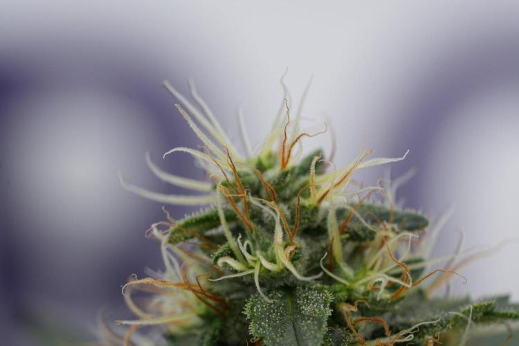 Pheno B God father OG By Zamnesia. Week 11 - Pheno B God father OG