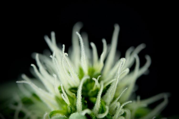 Passion Fruitz By Zamnesia. Week 11 - macro photography world 
