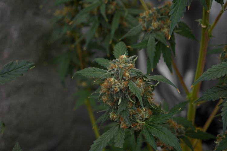 Purple Haze By Zamnesia Pheno A. Week 11 - Purple Haze Pheno A