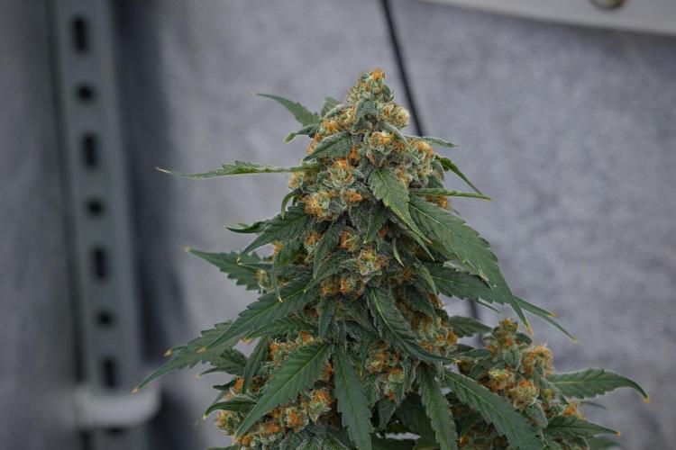 Purple Haze By Zamnesia Pheno A. Week 11 - Purple Haze Pheno A