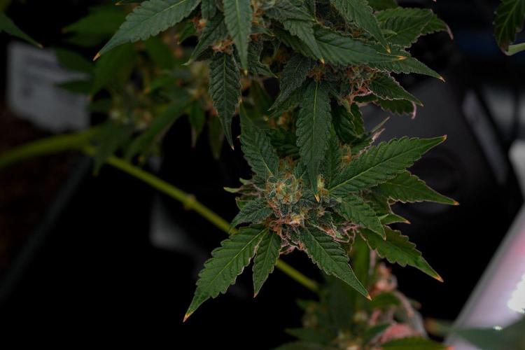 Purple Haze By Zamnesia Pheno A. Week 11 - Purple Haze Pheno A