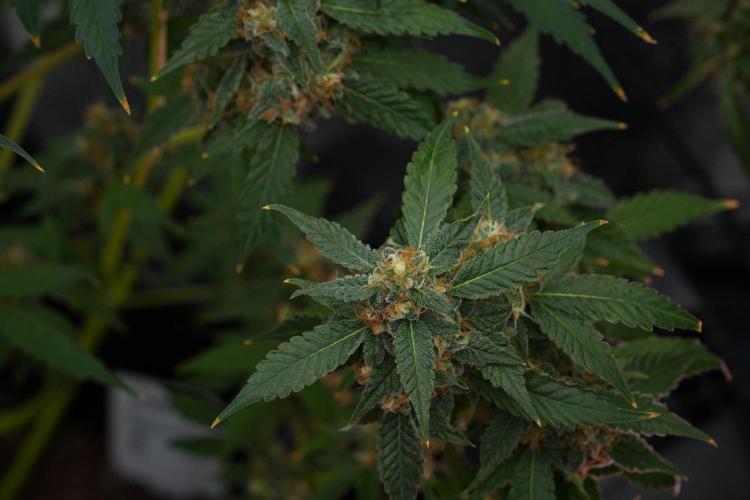 Purple Haze By Zamnesia Pheno A. Week 11 - Purple Haze Pheno A