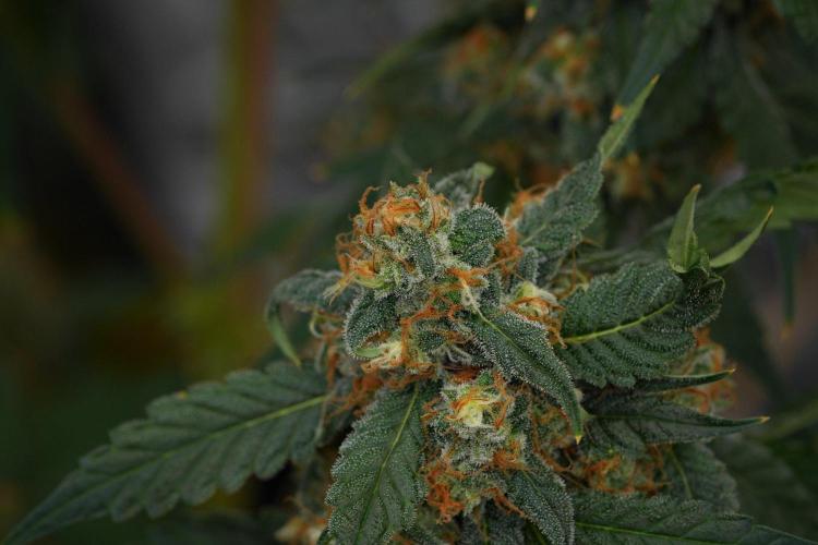 Purple Haze By Zamnesia Pheno A. Week 11 - Purple Haze Pheno A